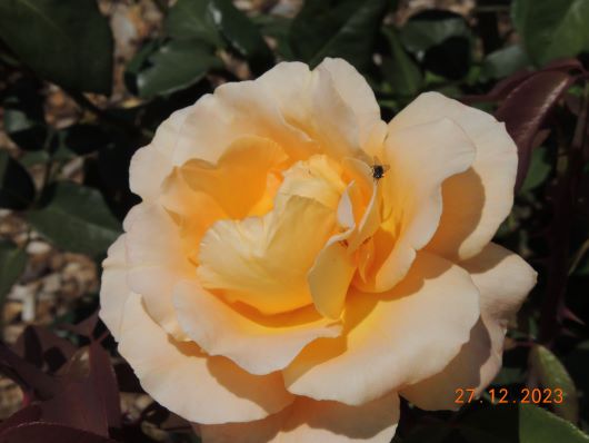 Yellow Rose